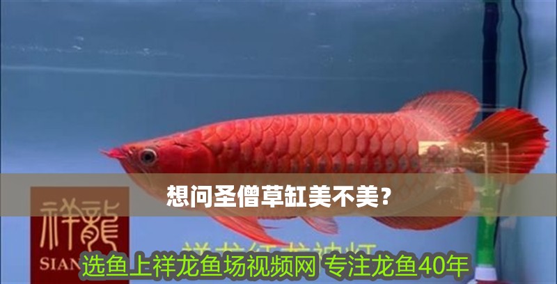 想問圣僧草缸美不美？