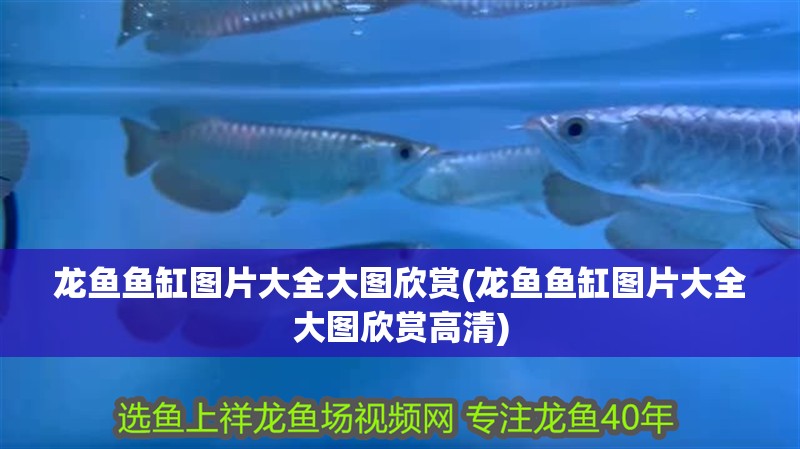 龍魚魚缸圖片大全大圖欣賞(龍魚魚缸圖片大全大圖欣賞高清)