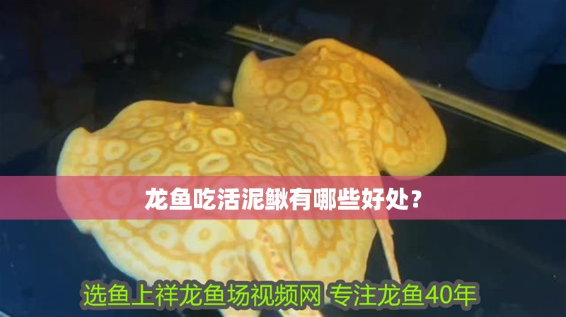 龍魚吃活泥鰍有哪些好處？