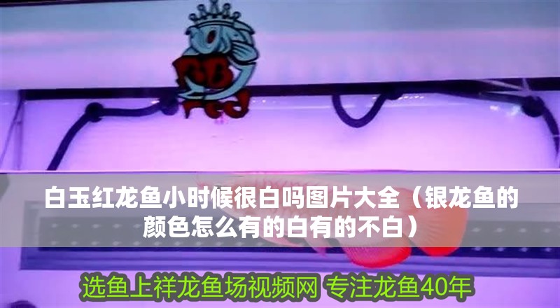 白玉紅龍魚小時候很白嗎圖片大全（銀龍魚的顏色怎么有的白有的不白）