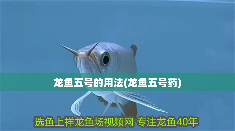 龍魚五號的用法(龍魚五號藥)