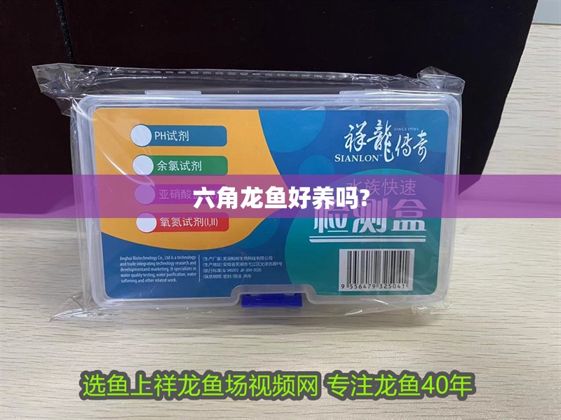 六角龍魚好養嗎?