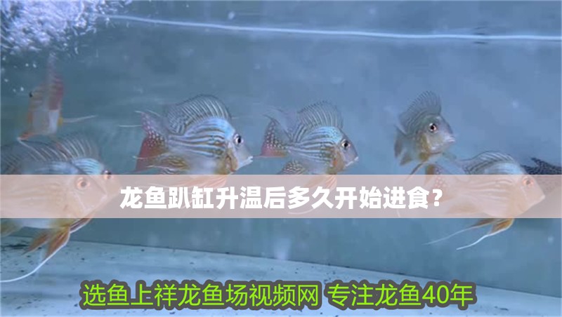 龍魚趴缸升溫后多久開始進食？