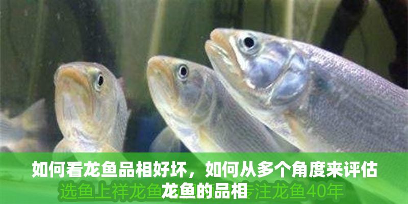 如何看龍魚品相好壞，如何從多個角度來評估龍魚的品相
