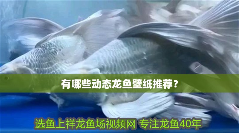 有哪些動態龍魚壁紙推薦？ 有哪些動態龍魚壁紙推薦？ 龍魚百科