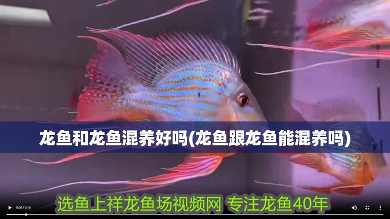 龍魚和龍魚混養好嗎(龍魚跟龍魚能混養嗎)