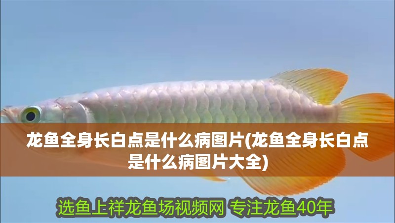 龍魚全身長白點是什么病圖片(龍魚全身長白點是什么病圖片大全)
