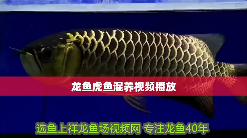 龍魚虎魚混養(yǎng)視頻播放