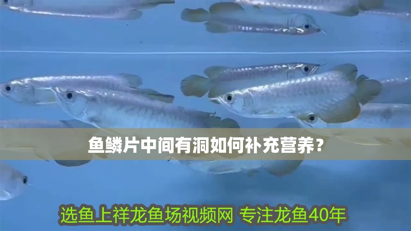 魚鱗片中間有洞如何補充營養？