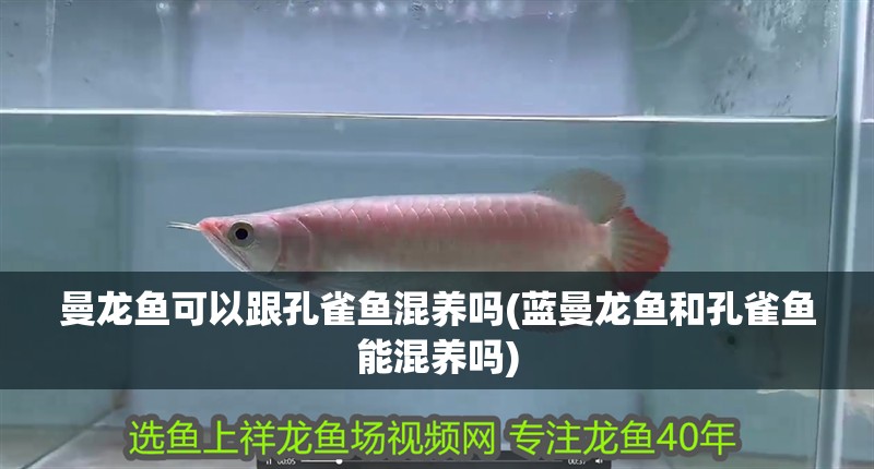 曼龍魚可以跟孔雀魚混養嗎(藍曼龍魚和孔雀魚能混養嗎)