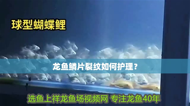 龍魚鱗片裂紋如何護理？