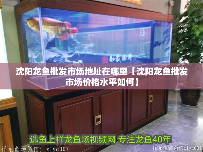 沈陽龍魚批發市場地址在哪里【沈陽龍魚批發市場價格水平如何】