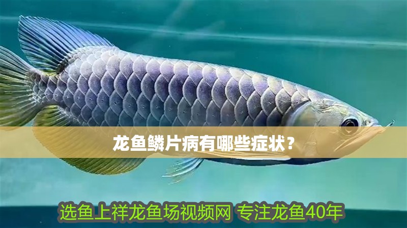 龍魚鱗片病有哪些癥狀？