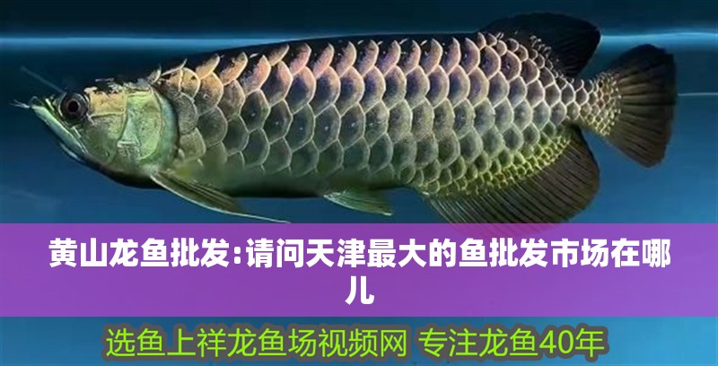 黃山龍魚批發(fā):請(qǐng)問天津最大的魚批發(fā)市場(chǎng)在哪兒