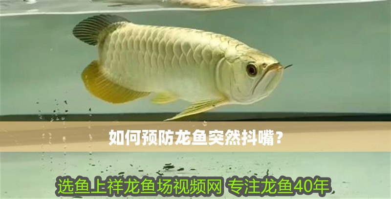 如何預防龍魚突然抖嘴？