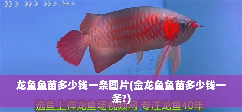 我的虎魚真菌感染了要怎么處理 龍魚魚苗多少錢一條圖片(金龍魚魚苗多少錢一條?) 觀賞魚百科 龍魚魚苗多少錢一條圖片(金龍魚魚苗多少錢一條?) 龍魚魚苗多少錢一條圖片(金龍魚魚苗多少錢一條?) 觀賞魚百科