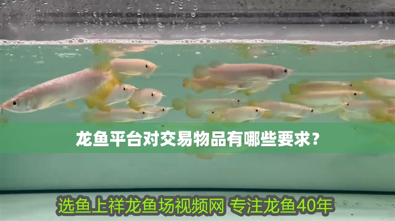龍魚平臺對交易物品有哪些要求？