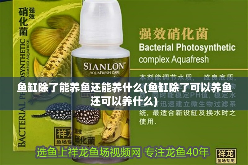 魚缸除了能養魚還能養什么(魚缸除了可以養魚還可以養什么)