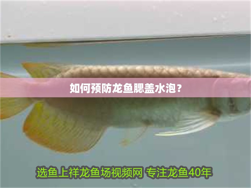 如何預防龍魚腮蓋水泡？
