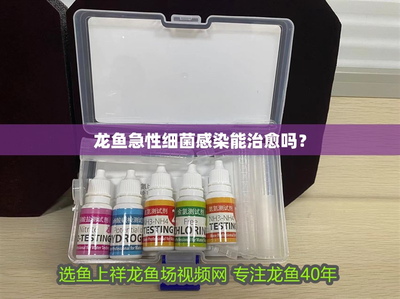龍魚急性細(xì)菌感染能治愈嗎？ 龍魚急性細(xì)菌感染能治愈嗎？ 龍魚百科