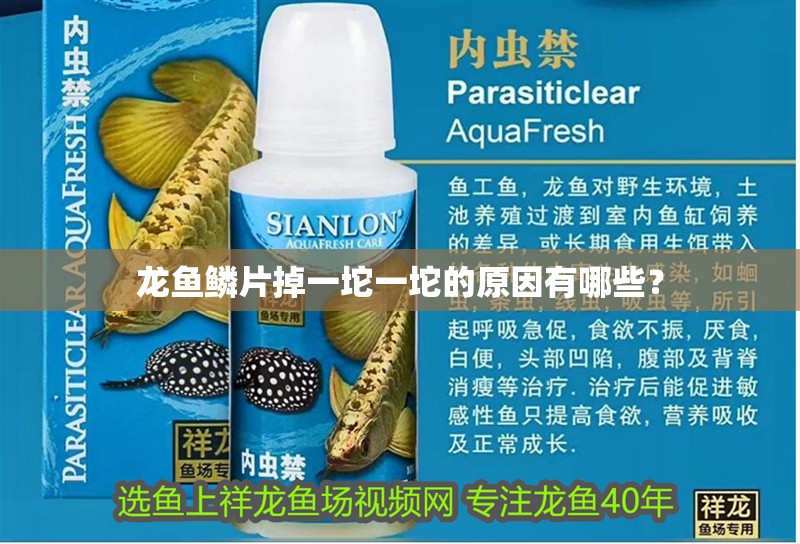 龍魚鱗片掉一坨一坨的原因有哪些？