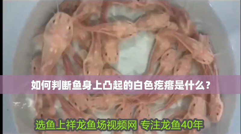 如何判斷魚身上凸起的白色疙瘩是什么？ 如何判斷魚身上凸起的白色疙瘩是什么？ 龍魚百科