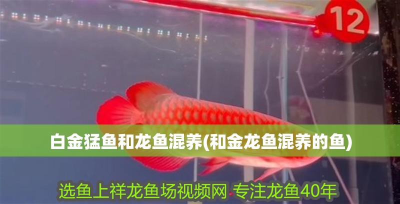 白金猛魚和龍魚混養(和金龍魚混養的魚)