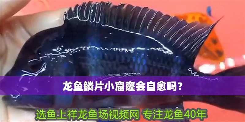 龍魚鱗片小窟窿會自愈嗎？