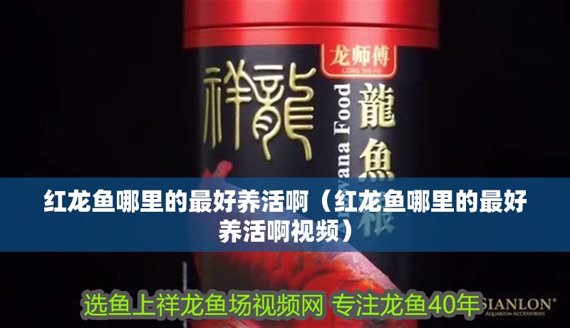 紅龍魚哪里的最好養(yǎng)活啊（紅龍魚哪里的最好養(yǎng)活啊視頻）