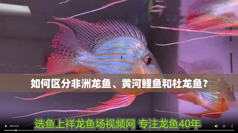 如何區分非洲龍魚、黃河鯉魚和杜龍魚？