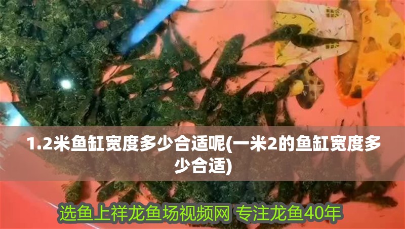 1.2米魚缸寬度多少合適呢(一米2的魚缸寬度多少合適)