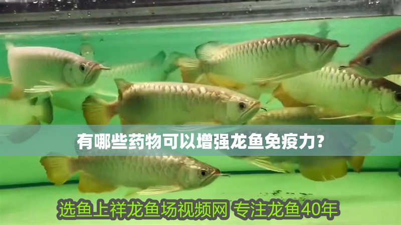 有哪些藥物可以增強龍魚免疫力？ 有哪些藥物可以增強龍魚免疫力？ 龍魚百科