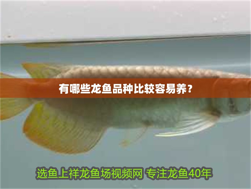 有哪些龍魚品種比較容易養？