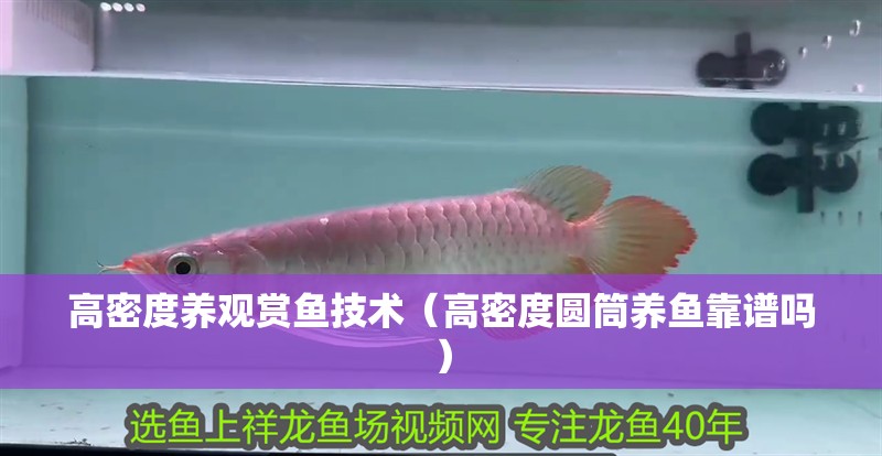 高密度養觀賞魚技術（高密度圓筒養魚靠譜嗎）