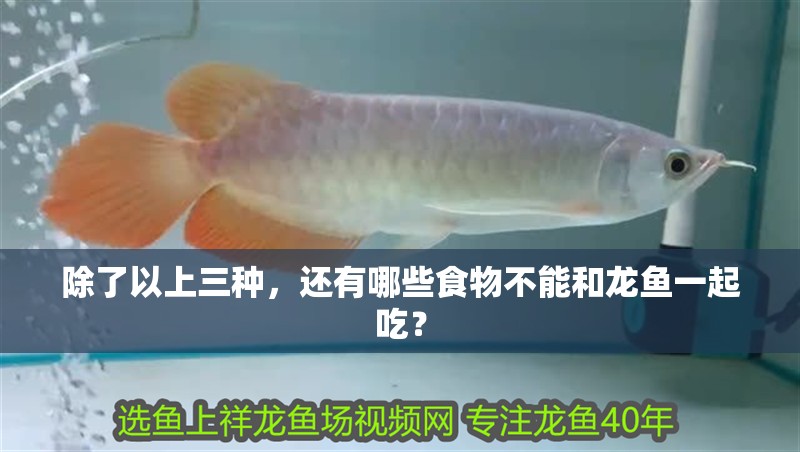 除了以上三種，還有哪些食物不能和龍魚一起吃？
