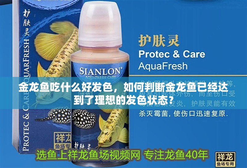 金龍魚吃什么好發色，如何判斷金龍魚已經達到了理想的發色狀態？