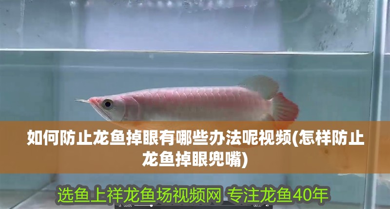 如何防止龍魚掉眼有哪些辦法呢視頻(怎樣防止龍魚掉眼兜嘴)