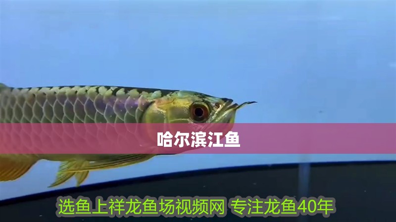 哈爾濱江魚