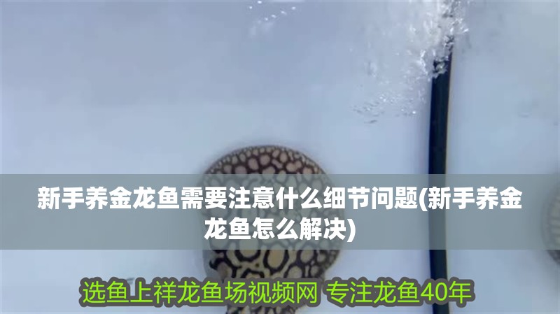 新手養金龍魚需要注意什么細節問題(新手養金龍魚怎么解決)