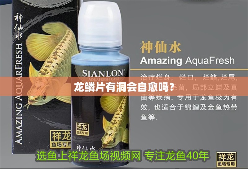 龍鱗片有洞會自愈嗎？