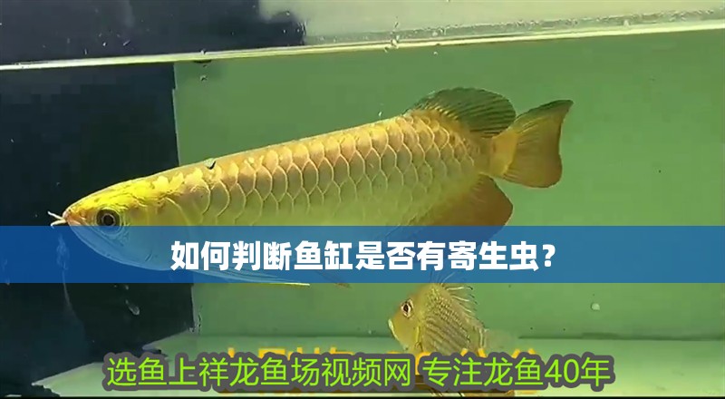 如何判斷魚缸是否有寄生蟲？