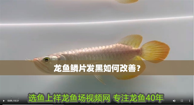 龍魚鱗片發(fā)黑如何改善？