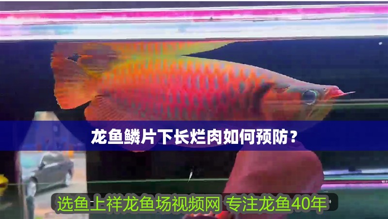 龍魚鱗片下長(zhǎng)爛肉如何預(yù)防？ 龍魚鱗片下長(zhǎng)爛肉如何預(yù)防？ 龍魚百科