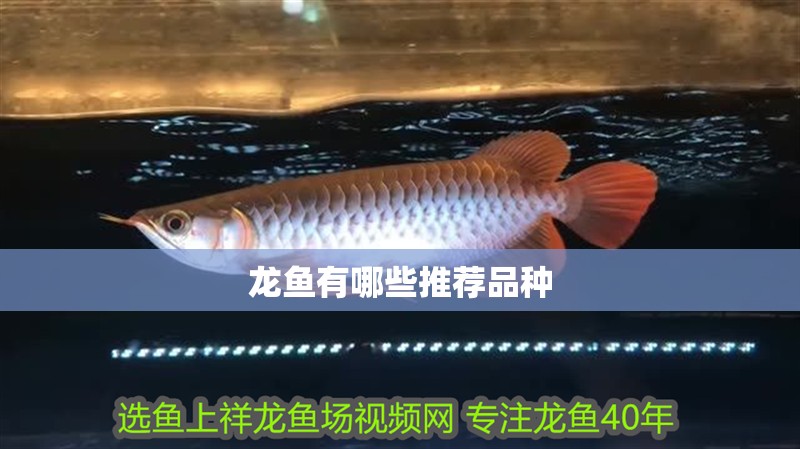 龍魚有哪些推薦品種