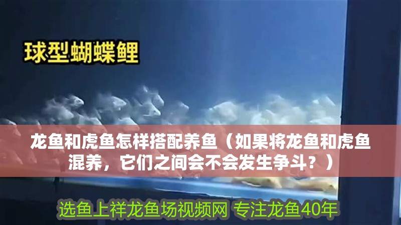 龍魚和虎魚怎樣搭配養(yǎng)魚（如果將龍魚和虎魚混養(yǎng)，它們之間會不會發(fā)生爭斗？）