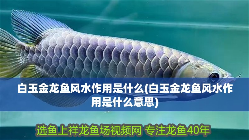 白玉金龍魚風水作用是什么(白玉金龍魚風水作用是什么意思) 白玉金龍魚風水作用是什么(白玉金龍魚風水作用是什么意思) 觀賞魚百科