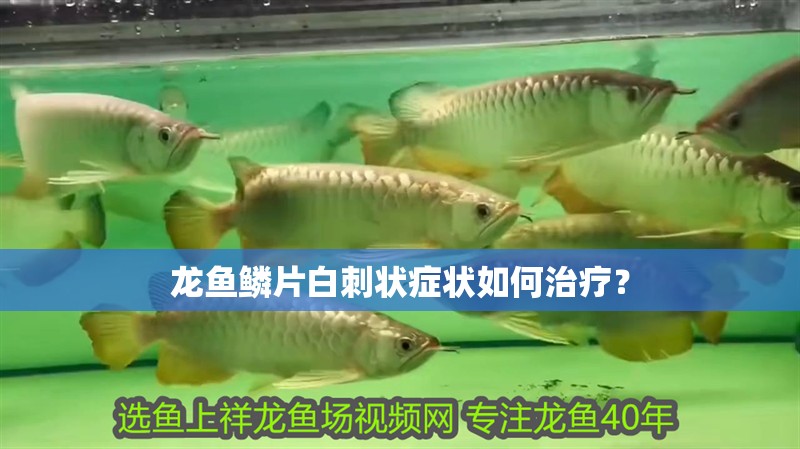 龍魚鱗片白刺狀癥狀如何治療？