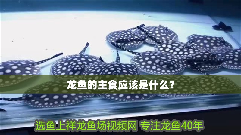 龍魚的主食應該是什么？