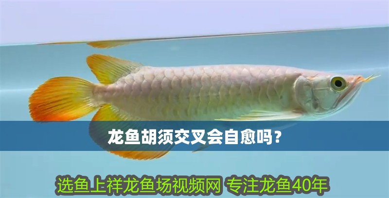 龍魚胡須交叉會自愈嗎？