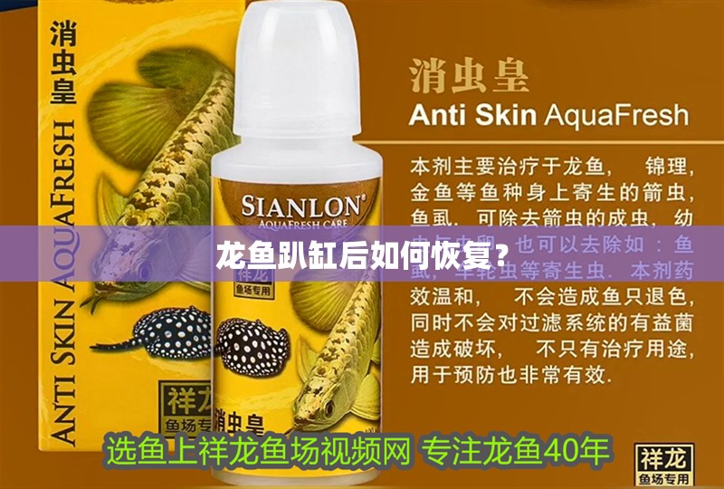 龍魚趴缸后如何恢復？